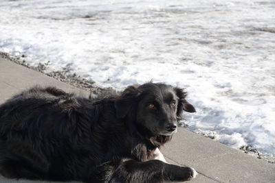 Dog looking away on land