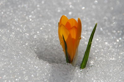 Close-up of crocus blooming outdoors