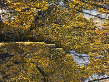 Full frame shot of lichen on rock