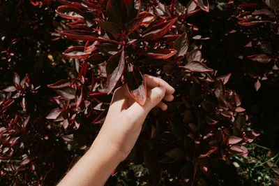 Close-up of hand touching maple leaves