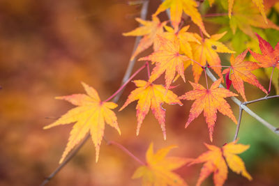 Close-up of maple leaves on plant