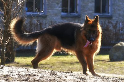 Full length of a dog on field