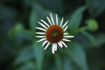 Close-up of coneflower blooming outdoors