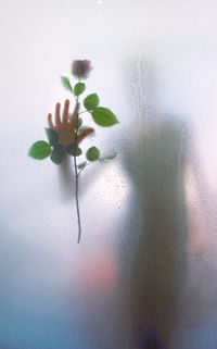 Woman shadow holding rose flower seen through condensed glass