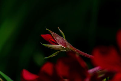 Close-up of red rose flower