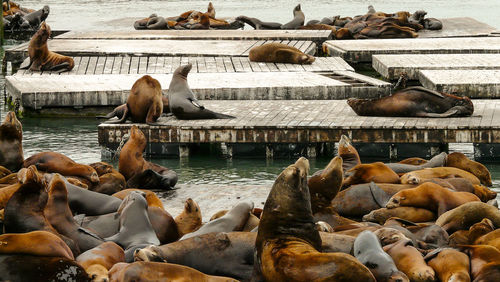 High angle view of seals on pier and sea