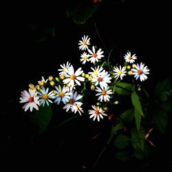 Close-up of white flowering plants against black background