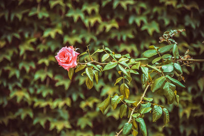 Close-up of pink rose