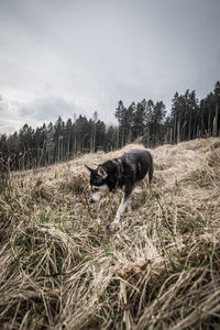 View of dog on field against sky