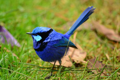 Close-up of blue bird perching on field