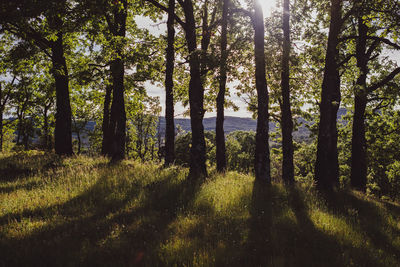 Trees in forest