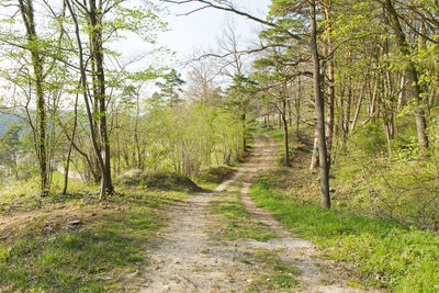 Road amidst trees in forest