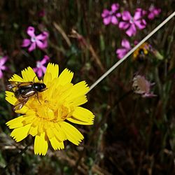 Close-up of bee on yellow flower