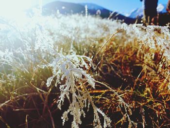 Close-up of frozen plants