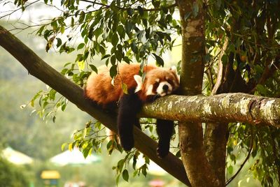 Sleeping red panda