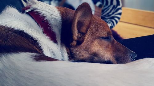 Close-up of sleeping dog