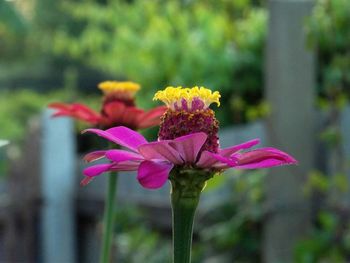 Close-up of pink flowers