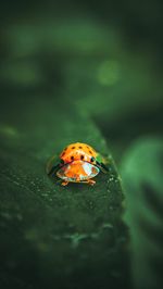 Close-up of ladybug on leaf