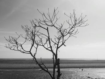 Bare tree on beach against sky