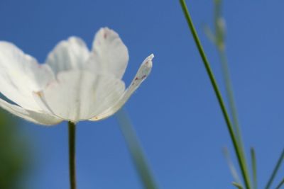 Close-up of blue flower