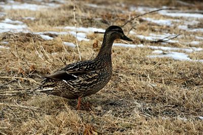 Close-up of bird on field