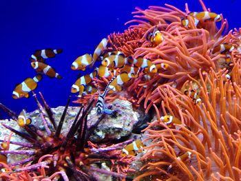 Clownfish swimming by sea anemone