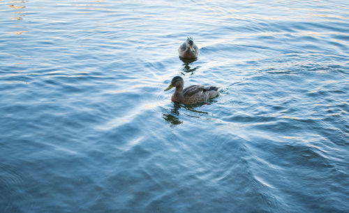 High angle view of duck swimming in lake