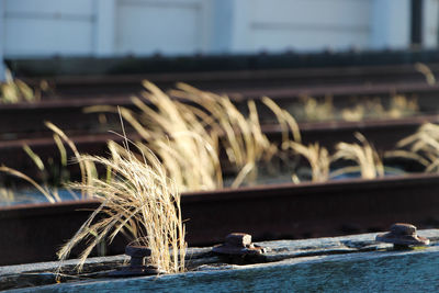 Grass growing on railroad track