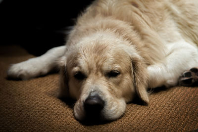 Close-up portrait of dog resting on sofa