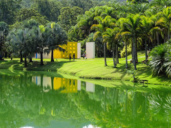 Palm trees by swimming pool in park