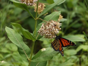 Close-up of butterfly on flower