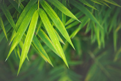 Close-up of fresh green leaves with water drops