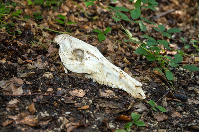 Close-up of animal skull on field