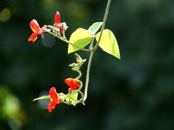 Close-up of red flowering plant