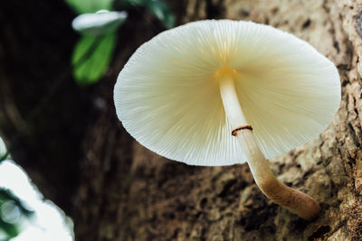 Close-up of mushroom growing outdoors