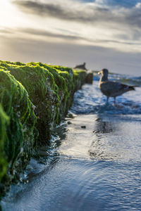 Bird in water against sky
