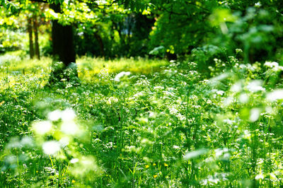 White flowers growing in field