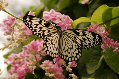 Butterfly on pink flower