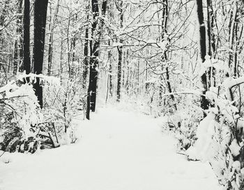 Snow covered trees in winter