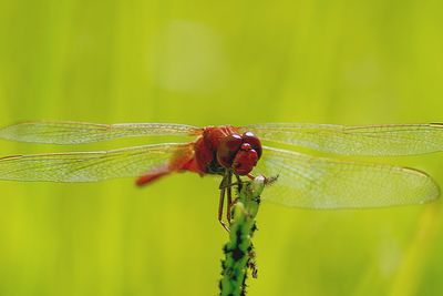 Close-up of dragonfly on leaf