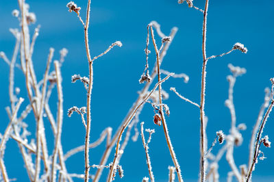 Close-up of frozen plants against blue sky