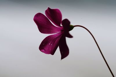 Close-up of flowers over white background