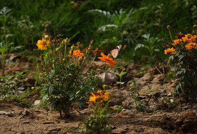 Close-up of orange butterfly on flower