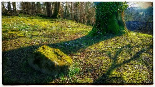 Trees on grassy field