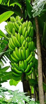 Close-up of bananas