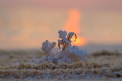 Close-up of wedding rings on coral at beach during sunset