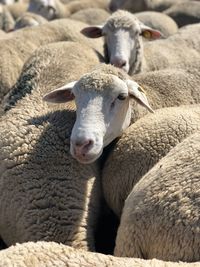 Sheep of abruzzo