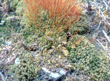 Close-up of coral in sea