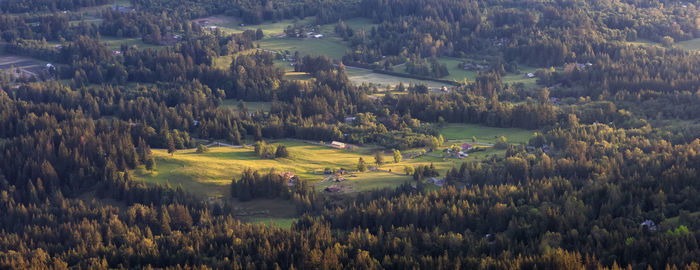 High angle view of trees on field