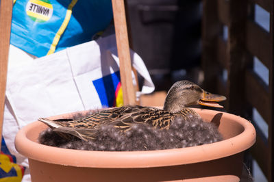 Close-up of bird